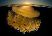 horizon national geographic jellyfish 1600x1200 wallpaper Art HD Wallpaper